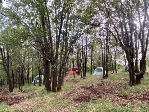 Woodland Baskinta — photograph 5