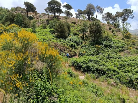 Baskinta camping site — photograph 6