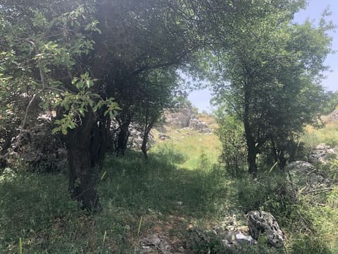 Roman Nuts Ruins — photograph 6