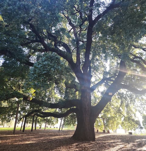 Yolo lb — photograph 4