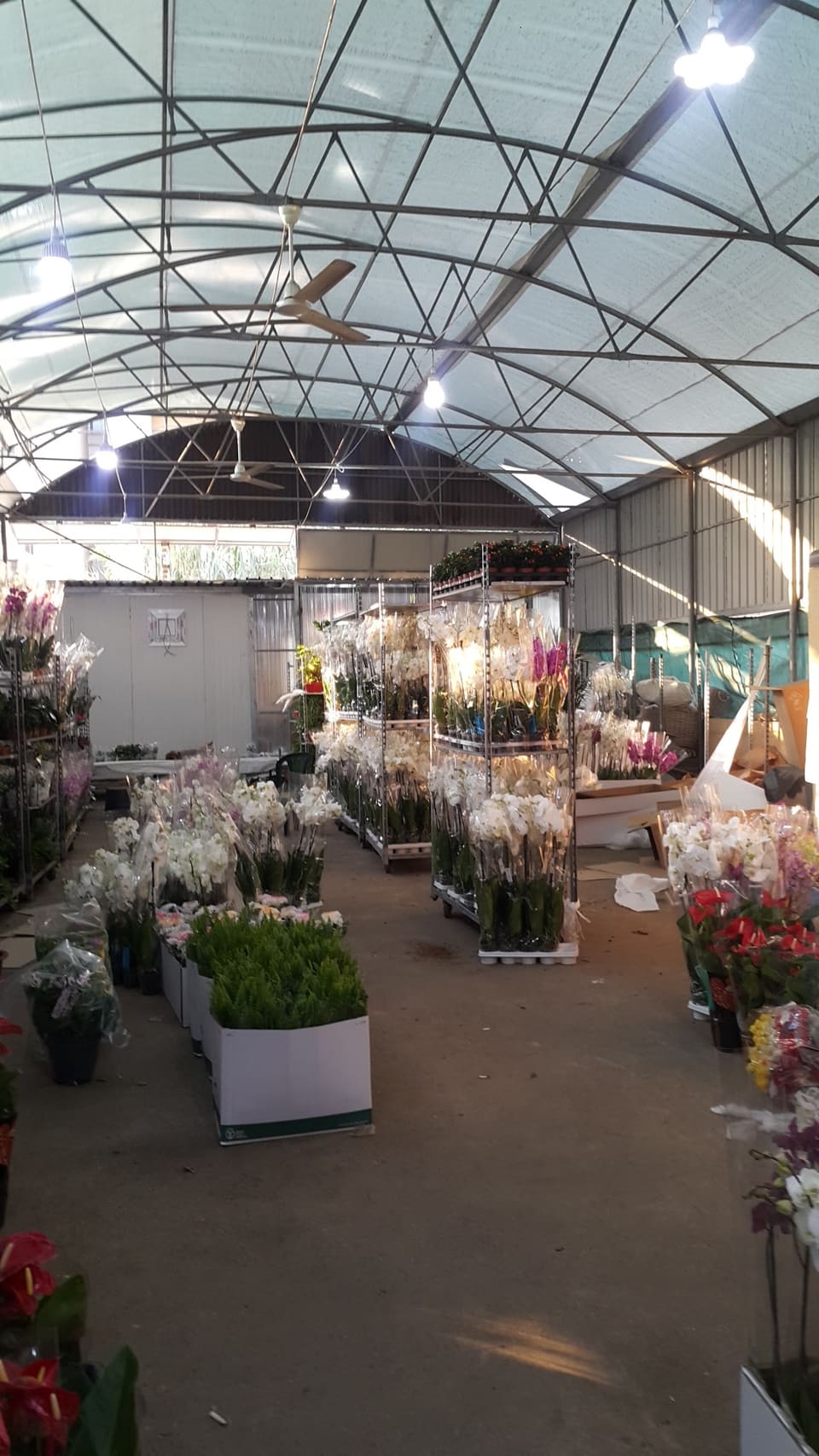 Raidan: Flowers & Plants Wholesaler