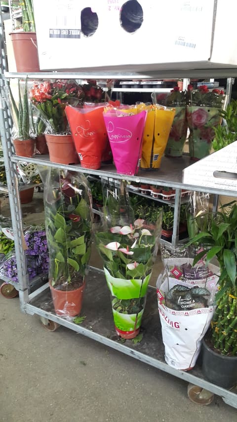 Raidan: Flowers & Plants Wholesaler — photograph 2