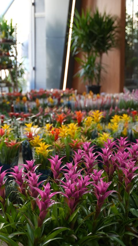 Raidan: Flowers & Plants Wholesaler — photograph 4
