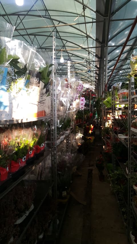 Raidan: Flowers & Plants Wholesaler — photograph 5