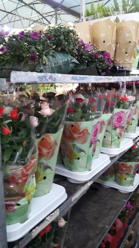 Raidan: Flowers & Plants Wholesaler — photograph 6