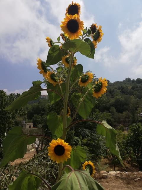 EcoKhalleh — photograph 4