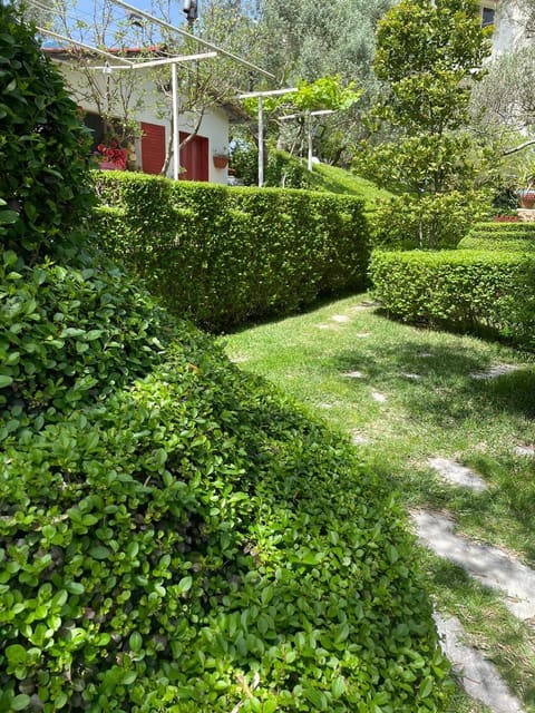 Lolly garden — photograph 5