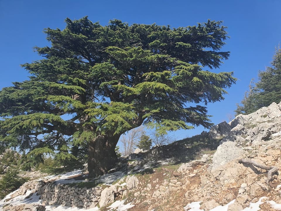 Mahmiat Arz Al Shouf Ghabet Arz Al Barouk