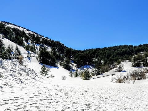 Mahmiat Arz Al Shouf Ghabet Arz Al Barouk — photograph 5