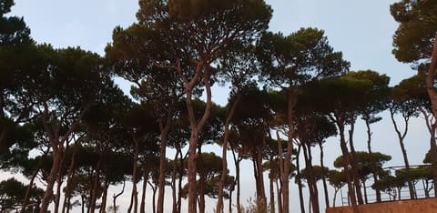 Barouk Camping Area — photograph 3