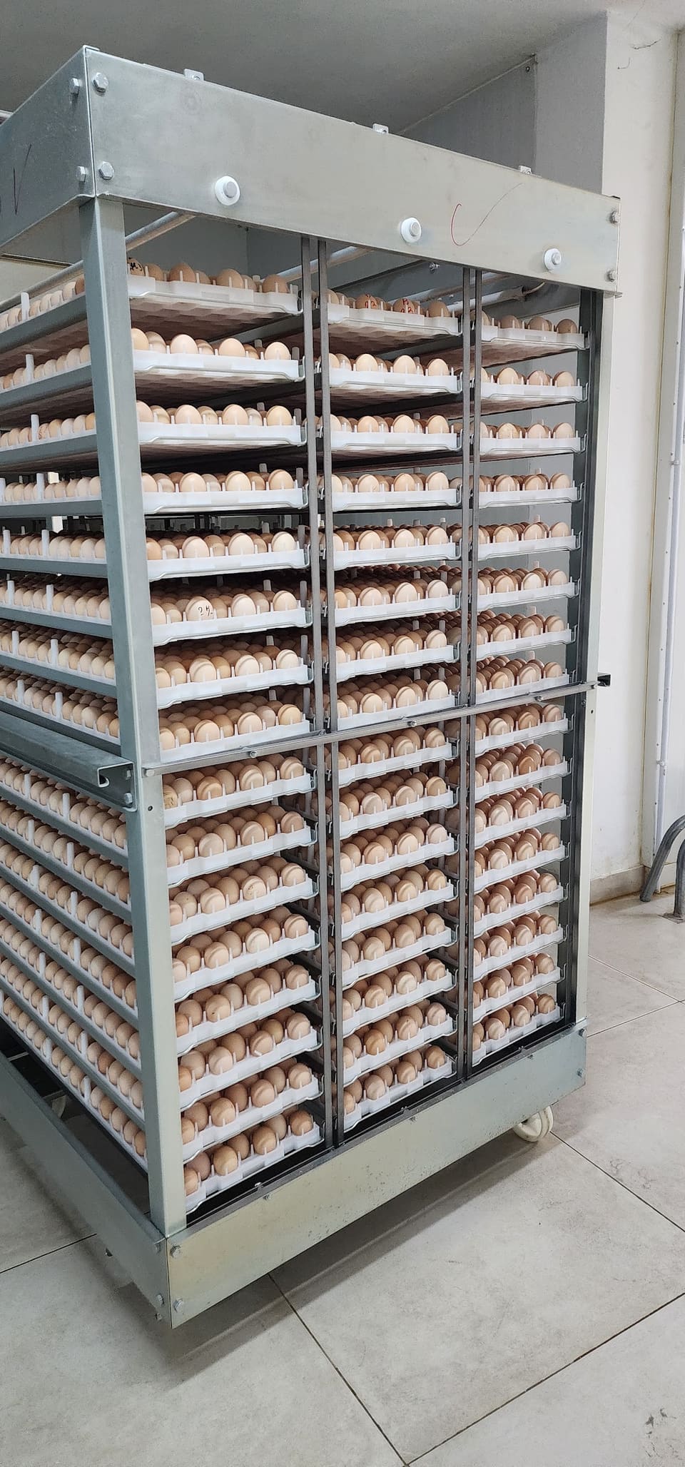 Poultryco's hatchery
