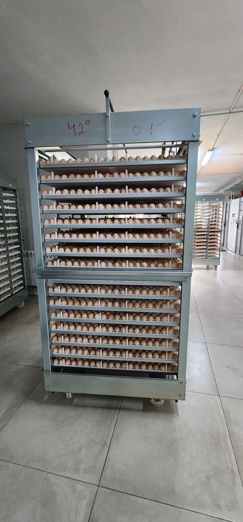 Poultryco's hatchery — photograph 2