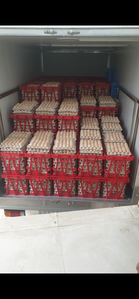 Poultryco's hatchery — photograph 3