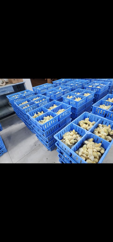 Poultryco's hatchery — photograph 4