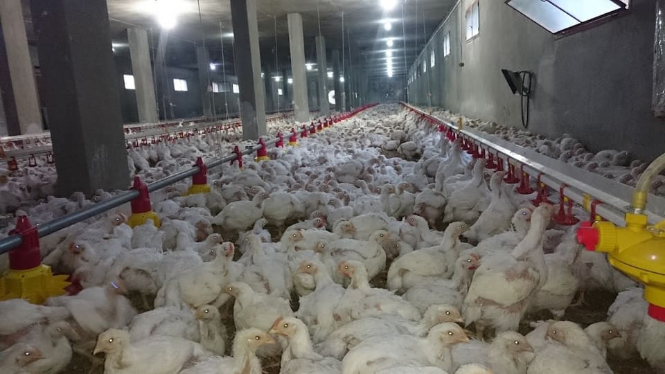 Abo hamdan farm