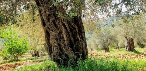 Mokhtara Hike — photograph 6