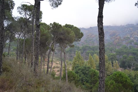 Public Park — photograph 2