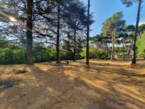 Public Park — photograph 4