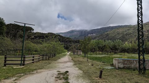 Chebanieh Forest — photograph 2
