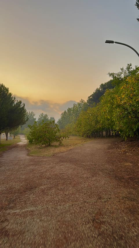 Chebanieh Forest — photograph 6