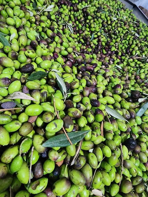 Al-Nour OLIVE HOUSE — photograph 4