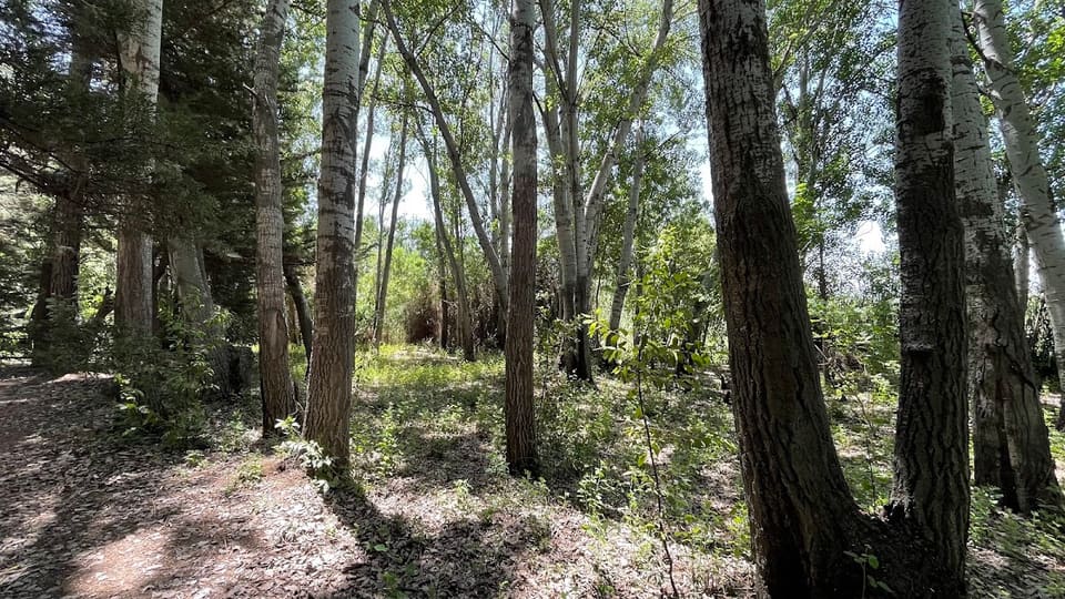 Riperian forest