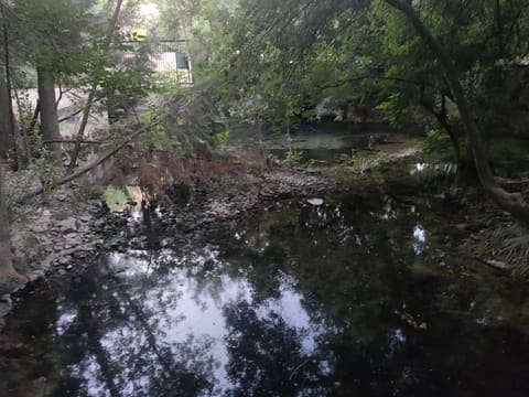 Riperian forest — photograph 2