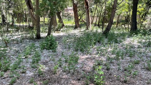 Riperian forest — photograph 3