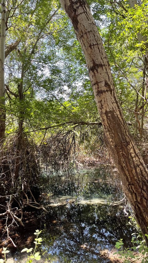Riperian forest — photograph 4
