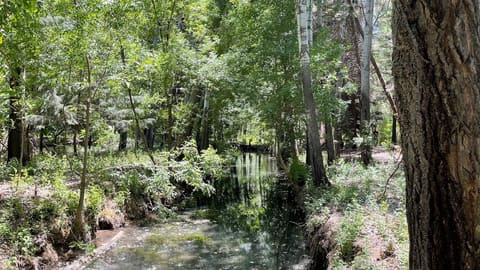 Riperian forest — photograph 5