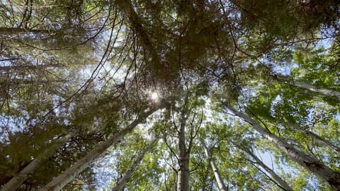 Riperian forest — photograph 6