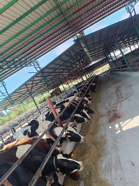Atwi Farm — photograph 2