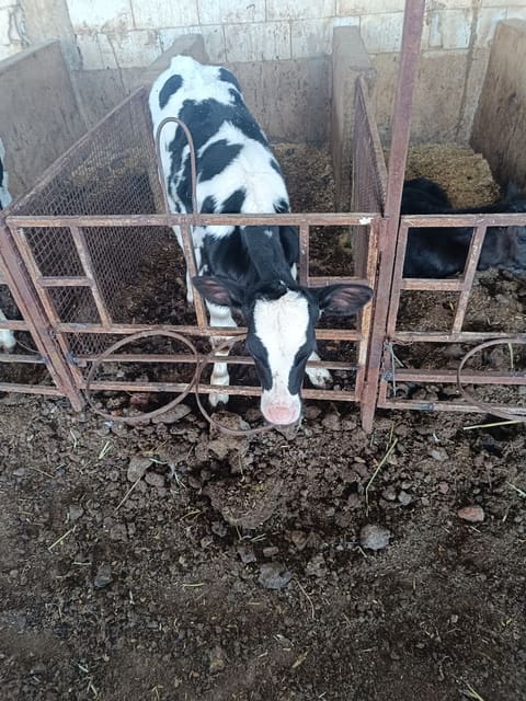 Atwi Farm — photograph 3