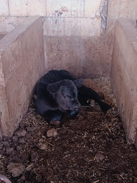 Atwi Farm — photograph 5