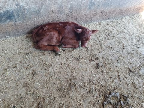 Atwi Farm — photograph 6
