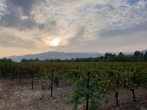 Domaine de Taanayel — photograph 4