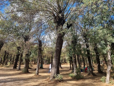 Domaine de Taanayel — photograph 6