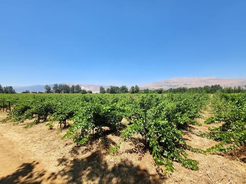 Deir Taanyal Lake — photograph 2