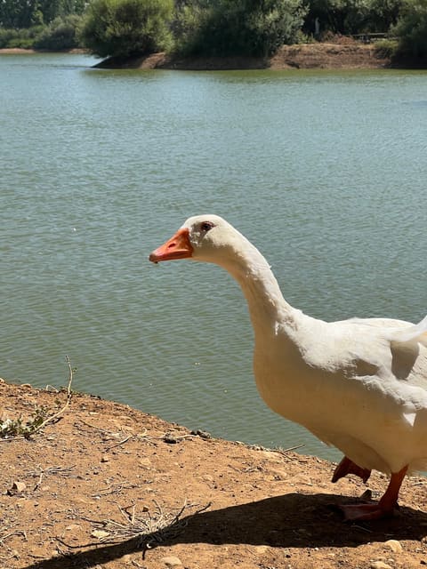Deir Taanyal Lake — photograph 4
