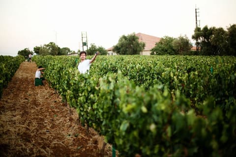 Domaine des Tourelles — photograph 4