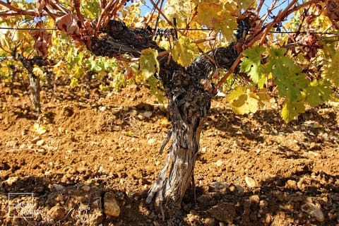 Clos Mas Helios — photograph 4