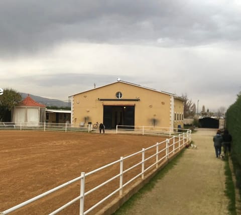 Al mazloum stud — photograph 5