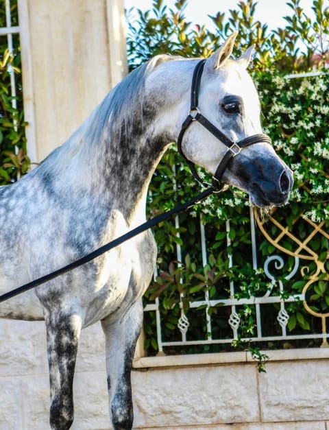 Al mazloum stud — photograph 6