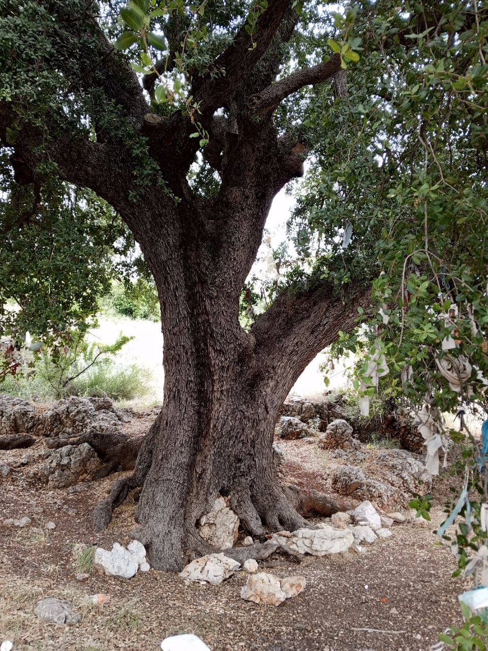 Em chratit oak tree