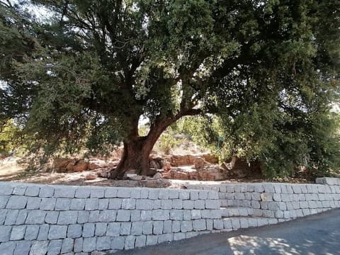 Em chratit oak tree — photograph 2