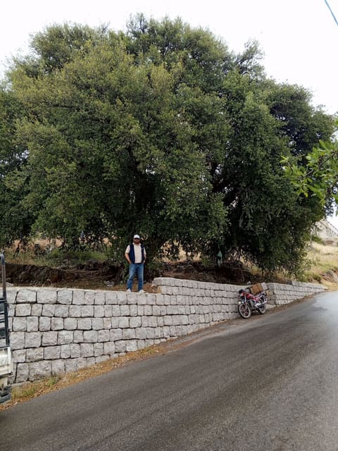 Em chratit oak tree — photograph 6