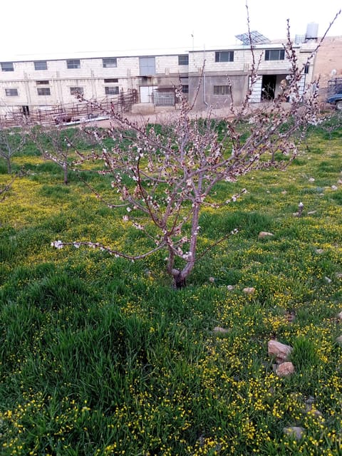Arsal Dahr Farhoudeh — photograph 2