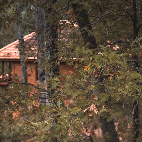 La Maison de la Forêt — photograph 4
