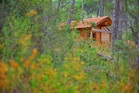 La Maison de la Forêt — photograph 5