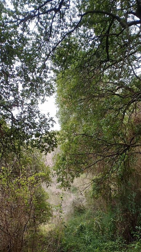 Al Khelle — photograph 4